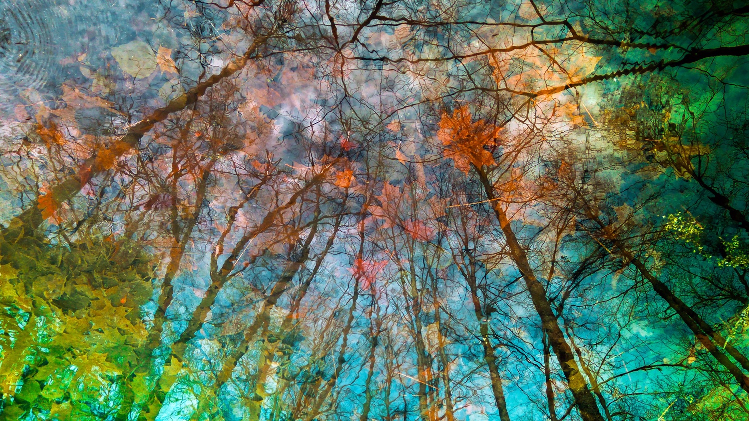 TouchesOfAutumn
