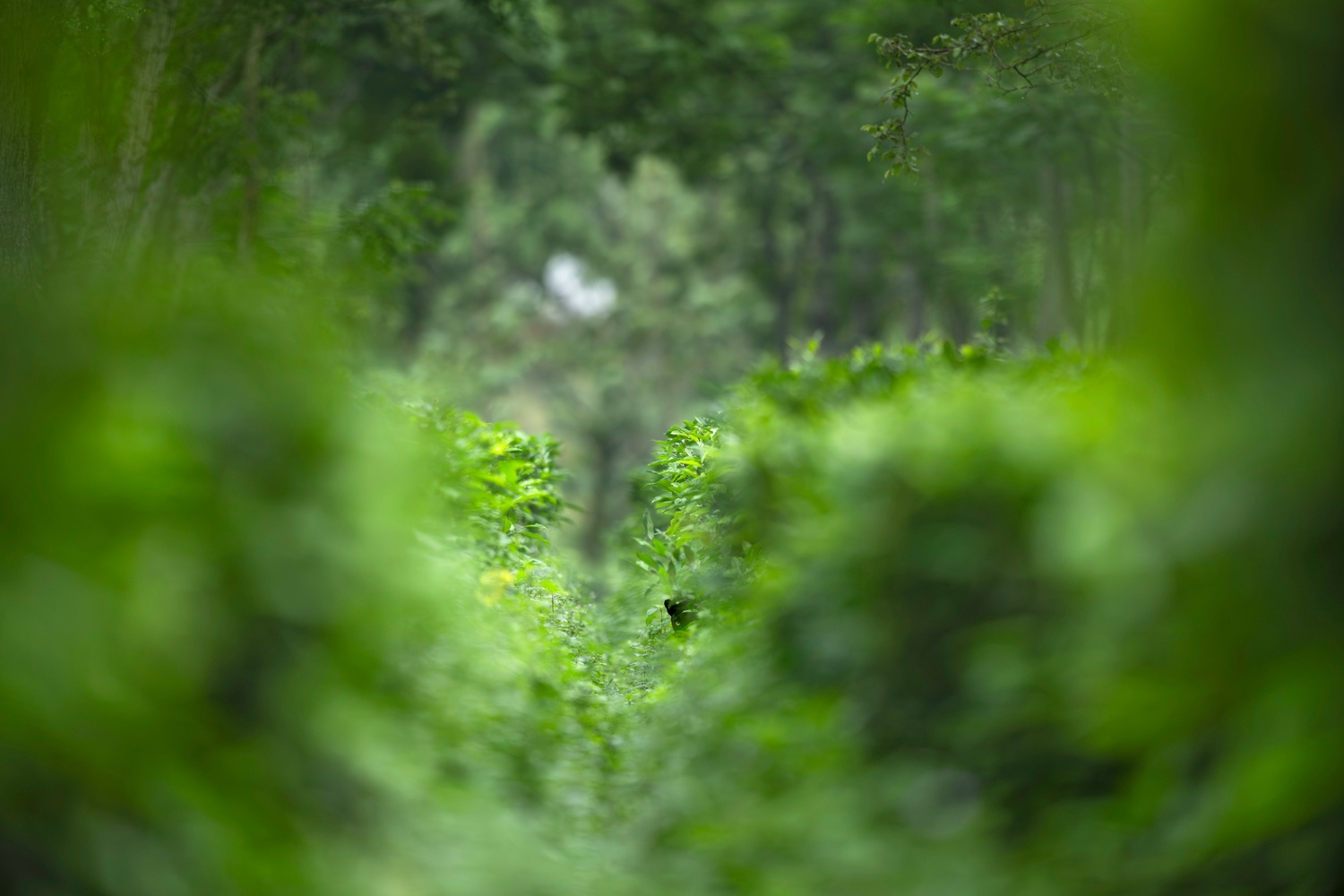 Whispersthroughthegreen