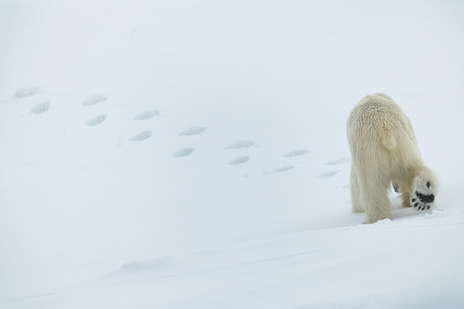 wildportraits-2024