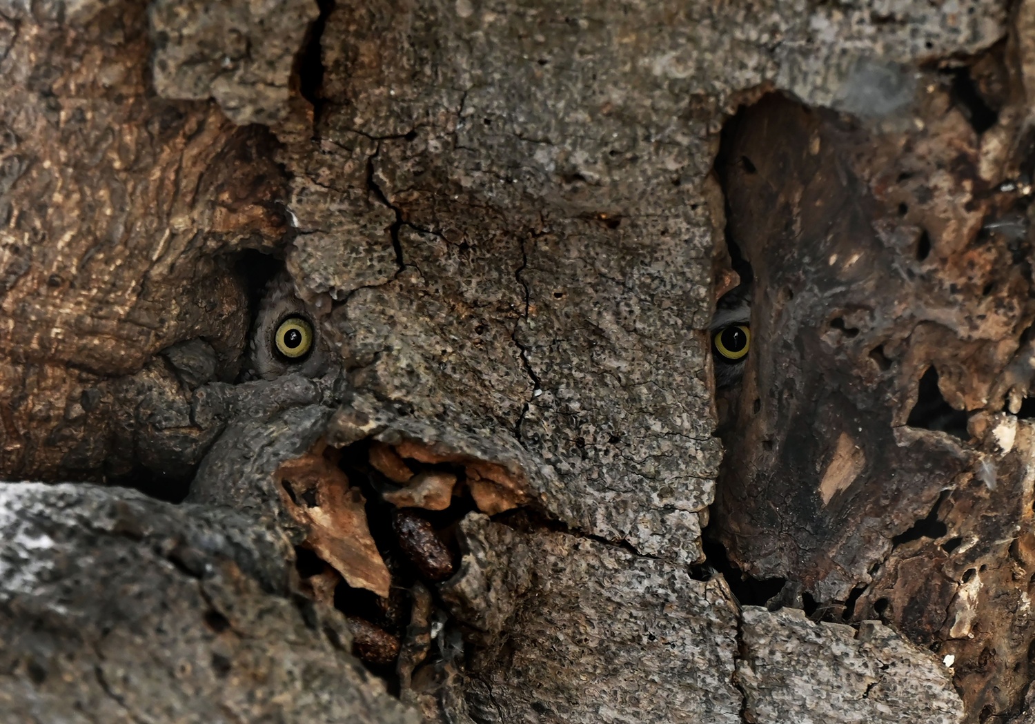 Thewatchers